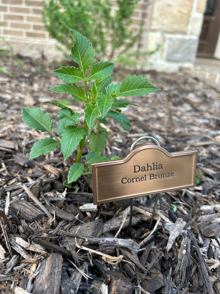 A young dahlia plant with an engraved label